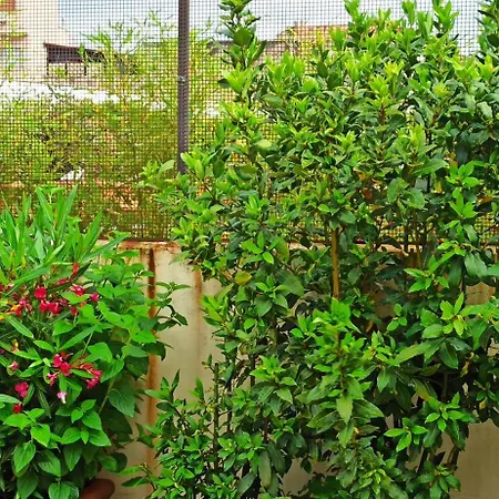 Living By Vatican With Panoramic Terraces In