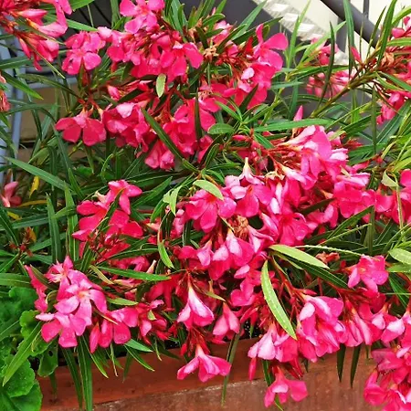 Appartement Living By Vatican With Panoramic Terraces In