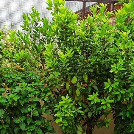 Living By Vatican With Panoramic Terraces In * Rome